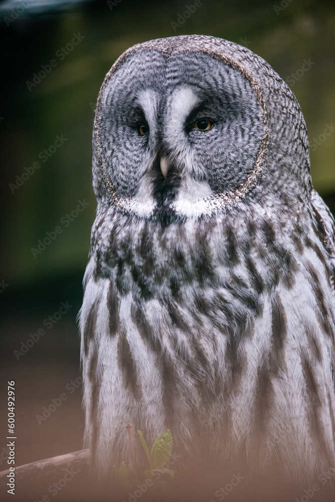 Fototapeta premium The great grey owl (Strix nebulosa) 