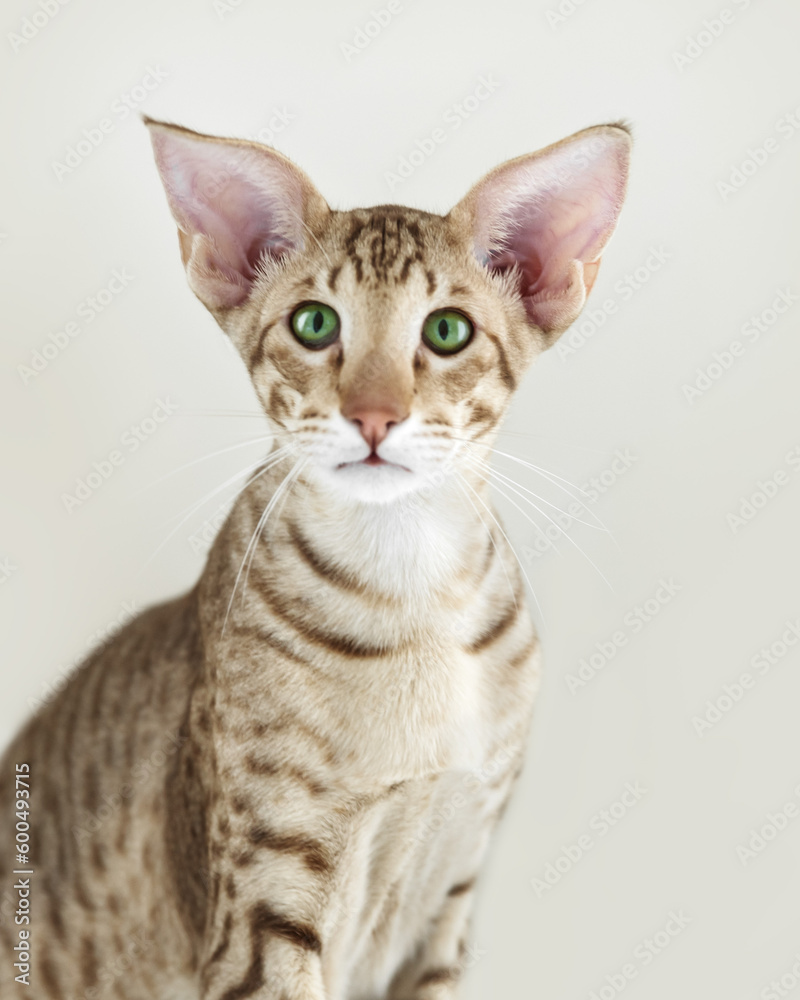 Portrait of beautiful young oriental purebreed kitten cat sitting and looking into camera on white background