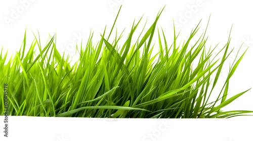 Grass on transparent background png Generative AI