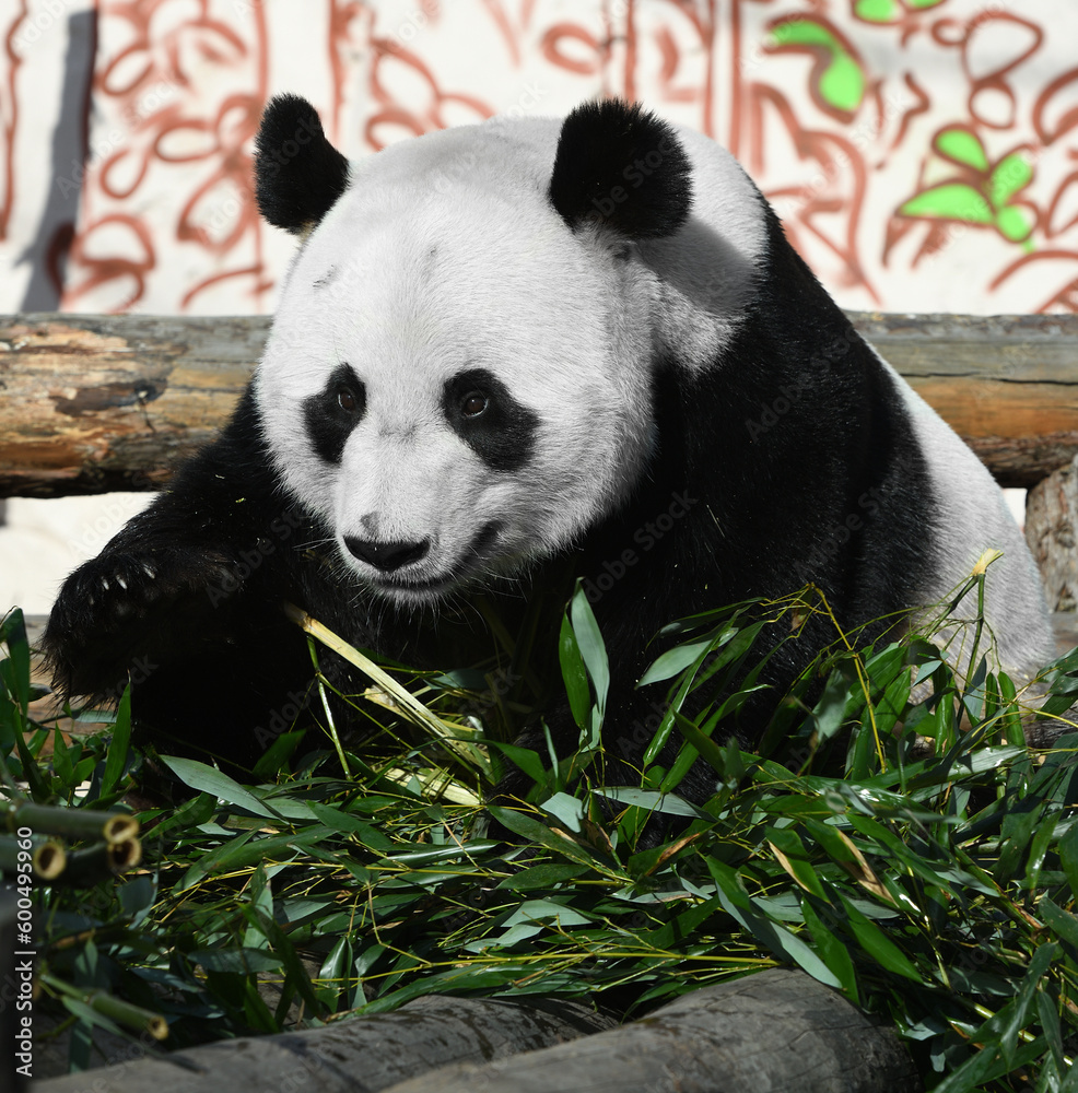 Naklejka premium Fun and cute Giant panda (Ailuropoda melanoleuca) with delicious bamboo