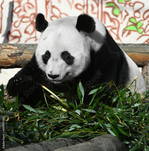 Fun and cute Giant panda  Ailuropoda melanoleuca  with delicious bamboo