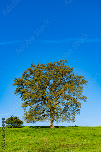 Big old solitary tree on a fresh green meadow on a hill in Iserlohn Sauerland Germany on a sunny May morning with clear blue sky. Springtime with opening leaf buds for the new life circle.