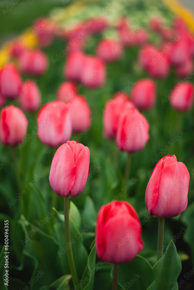 Close up of a group of pink tulips in Keukenhof, The Netherlands
