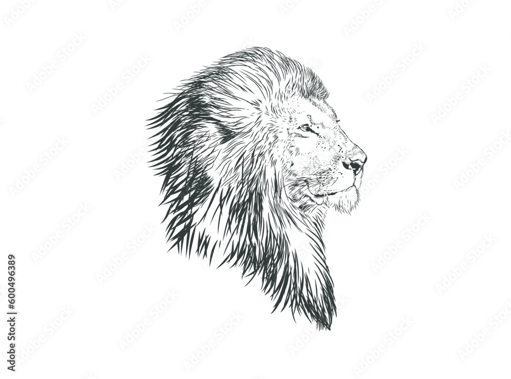 lion head hand drawing vector illustration, side view Stock Vector