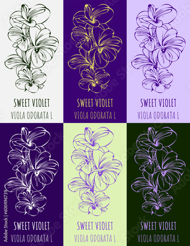 Set of vector drawing of Fragrant violet in various colors. Hand drawn illustration. Latin name Viola odorata L.
