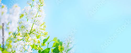  Lush flowering of white lilac bushes in a sunny garden. Banner. Free space for texts and your ideas. Delicate light soft image.