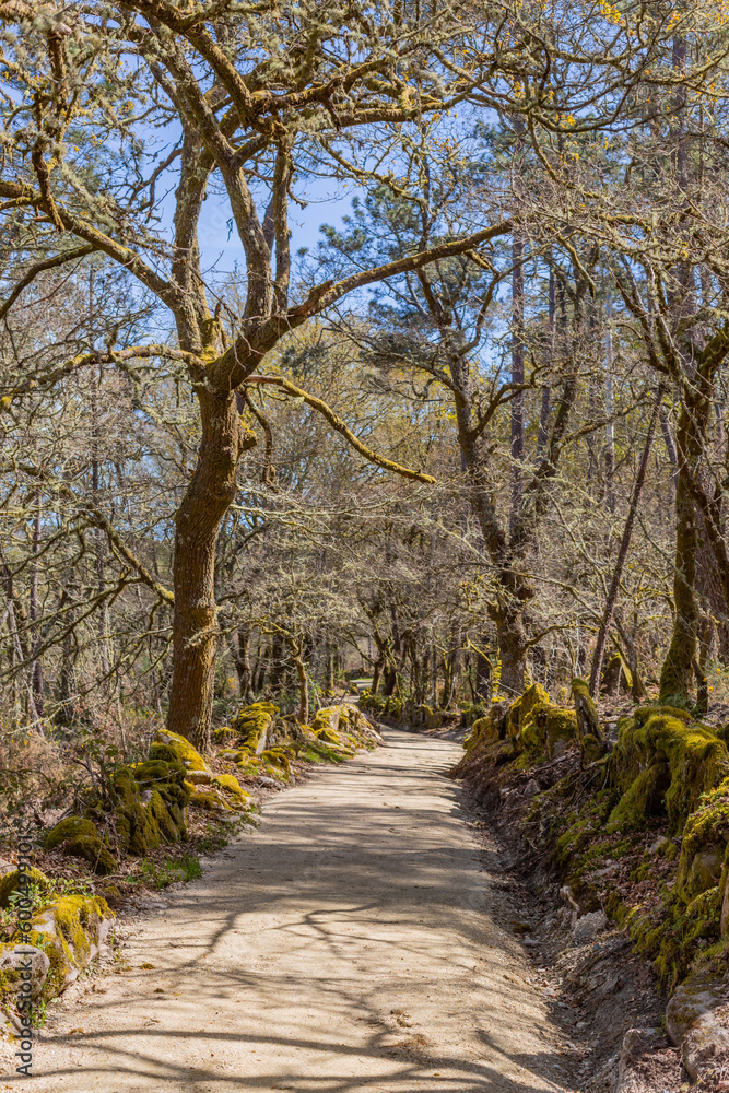 The road in the Camino de Santiago The road in the Camino de Santiago