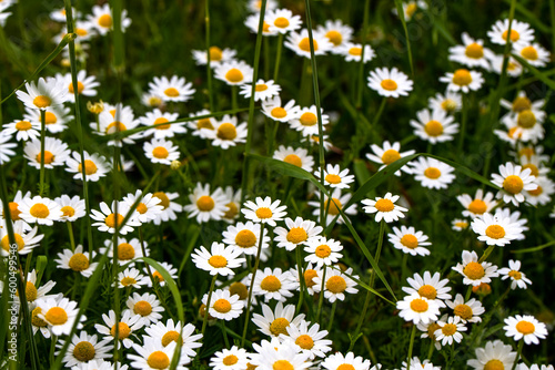 Chamomile Field Close Up View of a daisy flowers.