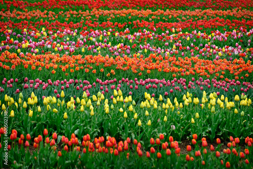 Colorful Tulips at Festival Spring Beautiful Colors Delicate Flowers © Lane Erickson