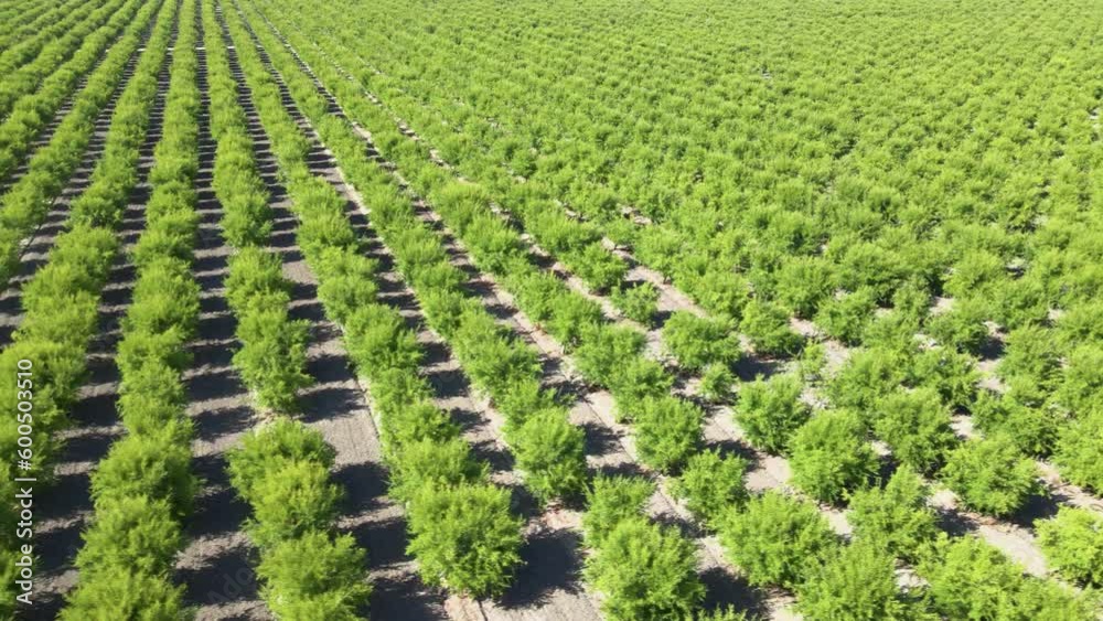Aerial shot of rows of pomegranate trees on a farm in California’s Central Valley