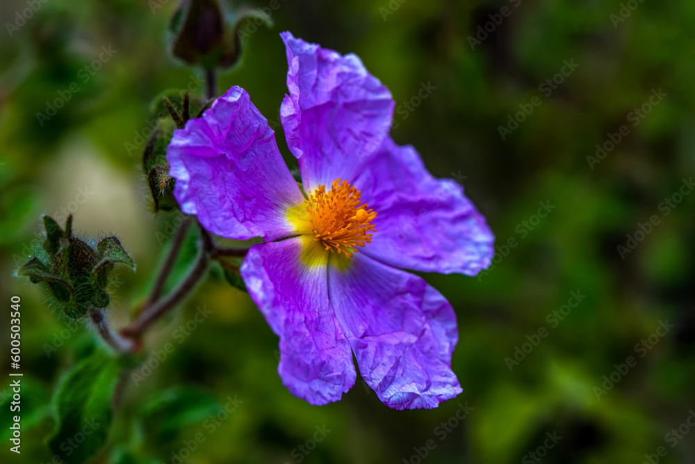 Close up beautiful Macro shot of field flowers Close up beautiful Macro shot of field flowers