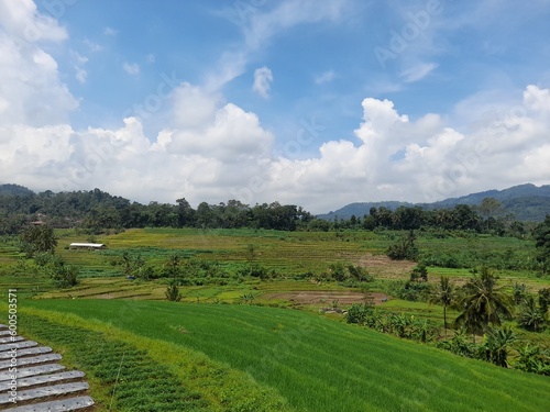 Check out this breathtaking green landscape of paddy fields with a backdrop of majestic mountains and fluffy white clouds. The beautiful scenery is a perfect blend of natural beauty and serenity