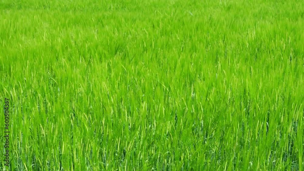 Close view of wind playing in a growing wheat field, still green and not ripe, with stalks swaying Close view of wind playing in a growing wheat field, still green and not ripe, with stalks swaying