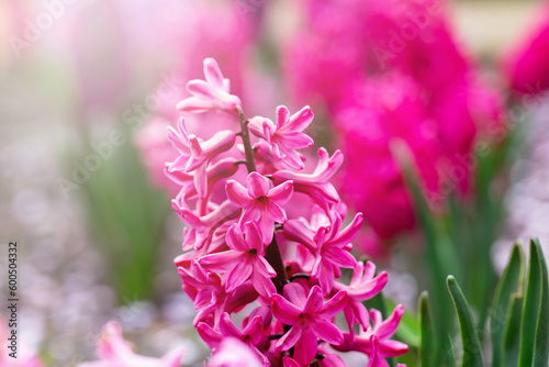 Pink hyacinth in flowerbed in sunshine. Spring or summer. Bokeh of multicolored flowers. Postcard to Mother s Day  Women s Day or March 8  Easter  Valentine s Day  wedding or birthday