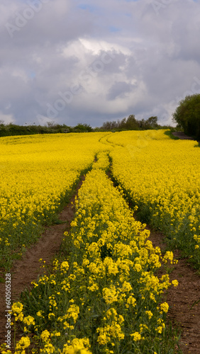 Fototapeta Naklejka Na Ścianę i Meble -  rapeseed field in spring