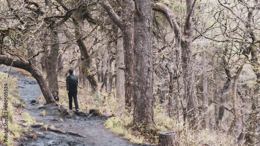 Obraz premium Forest Walk Peak District