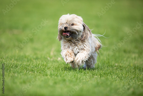 pet running in the park on a green grass