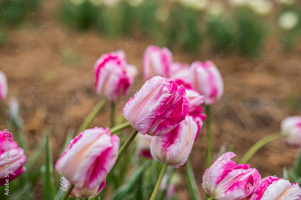 Fototapeta premium From above bright red tulips with green fresh leaves growing in flowerbed in spring in a field