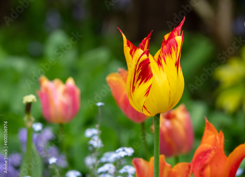 Colourful tulips in spring  amongst other plants  shrubs and greenery in a slightly neglected  messy  overgrown suburban garden. Photographed in Pinner  northwest London UK.