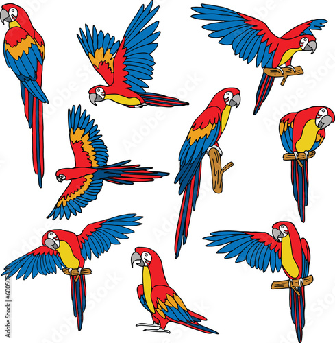set pack of colored parrot bird collection vector illustration isolated in white background	