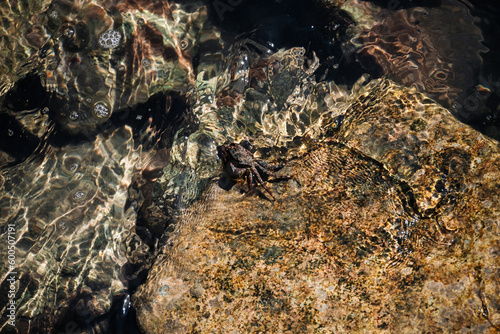 Cute Sea Crab On Muddy Hiding In Water From Other Predators. Crabs Are Omnivorous And Good At Hiding. Waves Of Sea Wash Over The Stones In Sunny Day.
