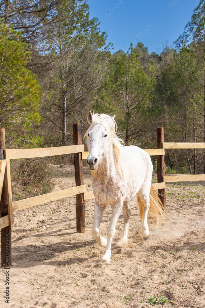 Obraz premium Caballo