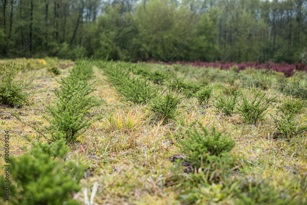 Plantatnion of young green fir Christmas trees, nordmann fir and another fir plants cultivation, ready for sale for Christmas and New year celebratoin in winter Plantatnion of young green fir Christmas trees, nordmann fir and another fir plants cultivation, ready for sale for Christmas and New year celebratoin in winter