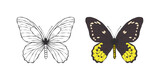 Butterflies images. Painted butterfly. Pictures of funny butterflies. Vector scalable graphics