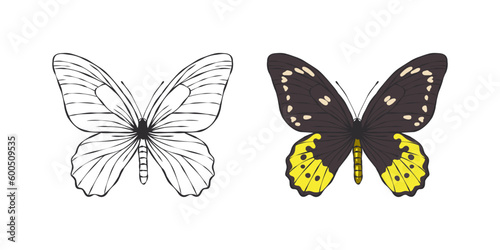 Butterflies images. Painted butterfly. Pictures of funny butterflies. Vector scalable graphics © Роман Ярощук