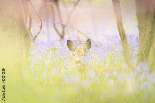 A young female Roe Deer (Capreolus capreolus) resting in a spring meadow of bluebell wildflowers at Dalgety Bay, Fife, Scotland, UK.
