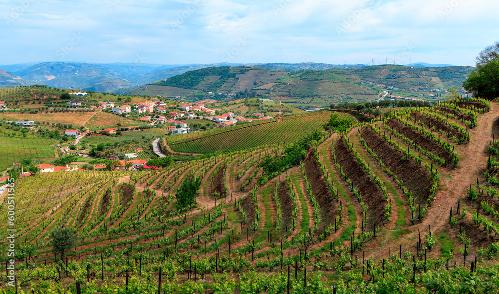 Douro valley- vineyard terrace- Portugal