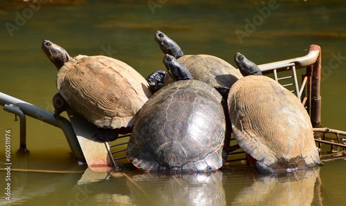Turtles relaxing in the sun