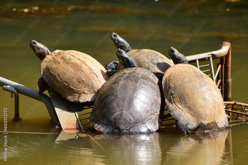 Fototapeta premium Turtles relaxing in the sun