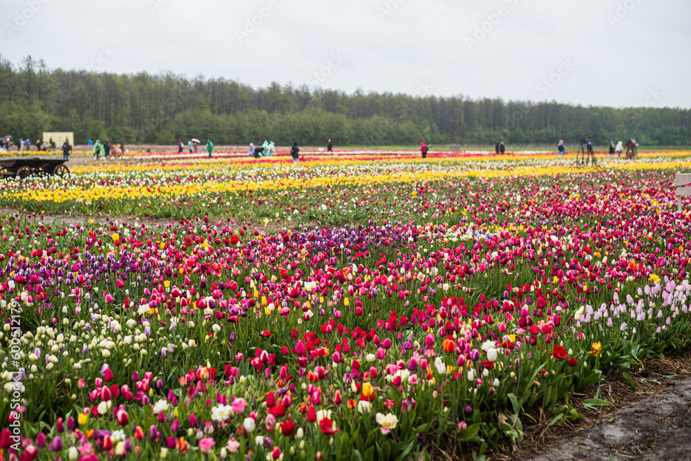 From above bright red tulips with green fresh leaves growing in flowerbed in spring in a field