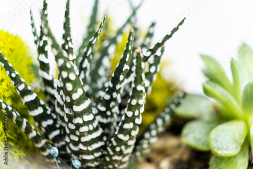 Haworthia, pachyphytum and other succulents close-up on a white background