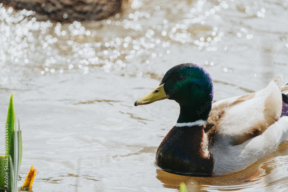 Fototapeta premium Wild duck in a large pond