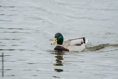 Wild duck in a large pond