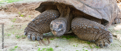 Aldabra Giant Tortoise in close-up. photo