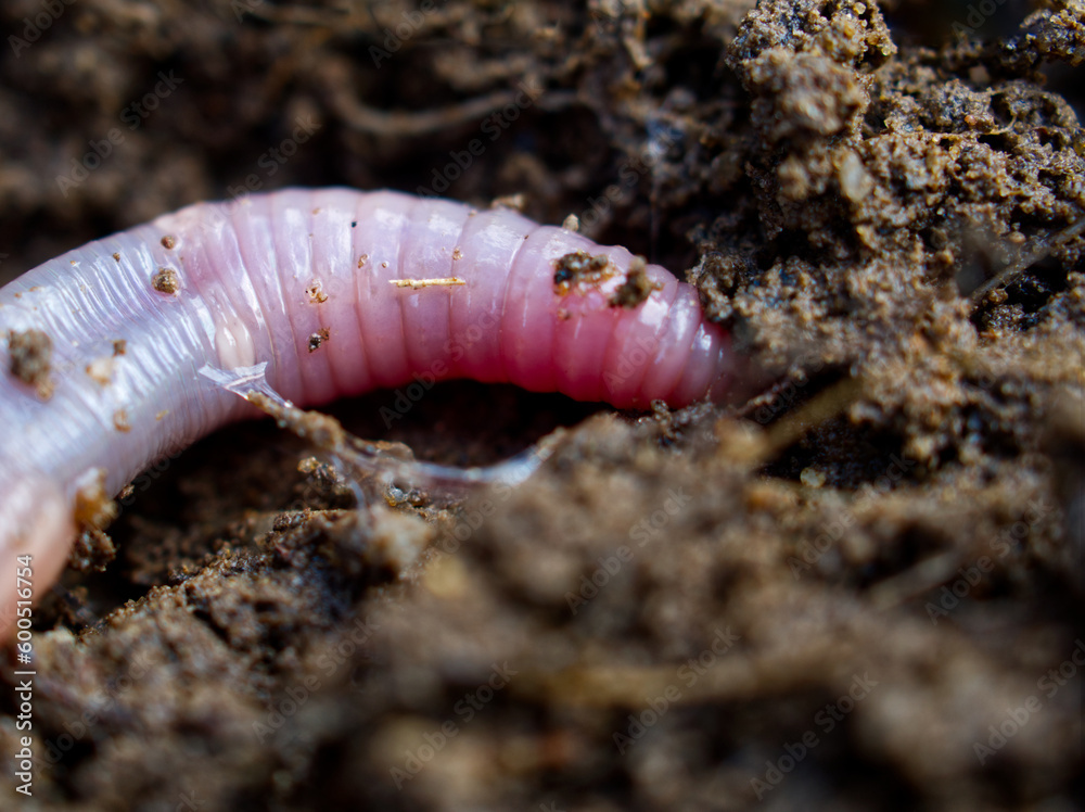 Detail of an earthworm trying to burrow into the ground Detail of an earthworm trying to burrow into the ground