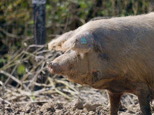 Close-up photo of a Turopolje pig (Turopoljska svinja) on the farm at Lonjsko Polje Nature Park, Croatia photo