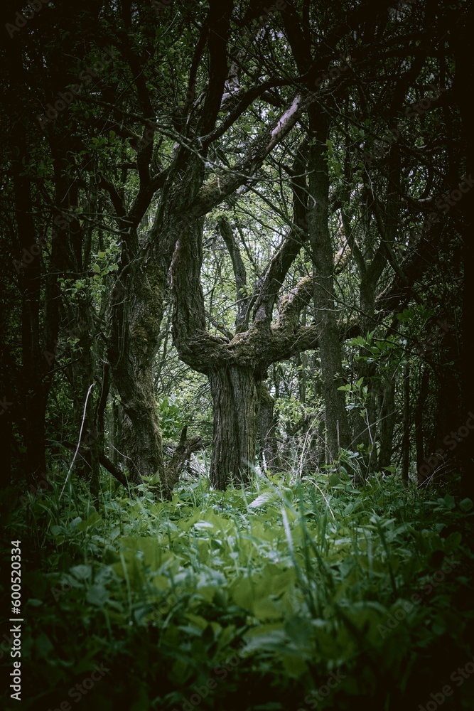 Fototapeta premium Old tree in the forest. Dark moody image. Toned.