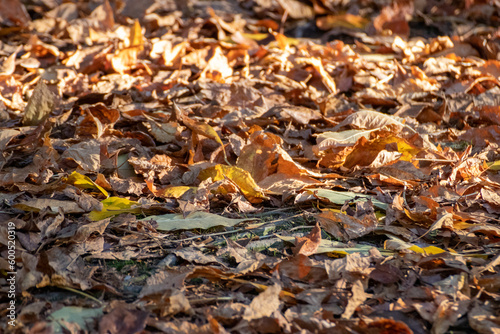 Suelo de otoño