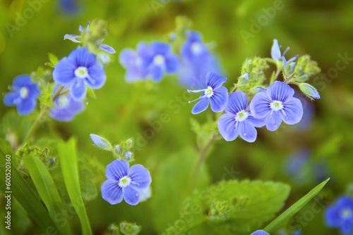 Wallpaper Mural Veronica persica, small blue flowers on a green meadow Torontodigital.ca