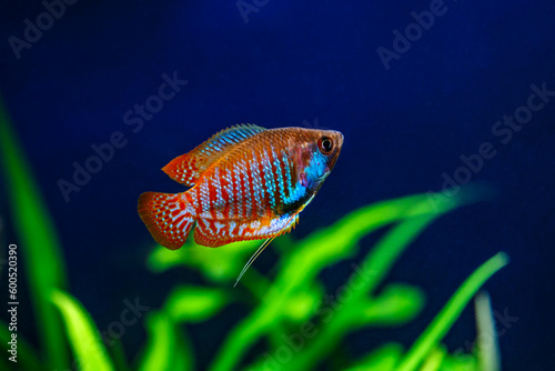 A green beautiful planted tropical freshwater aquarium with fishes. Dwarf gourami (Colisa lalia) fish in a home aquarium, lalius close-up photo