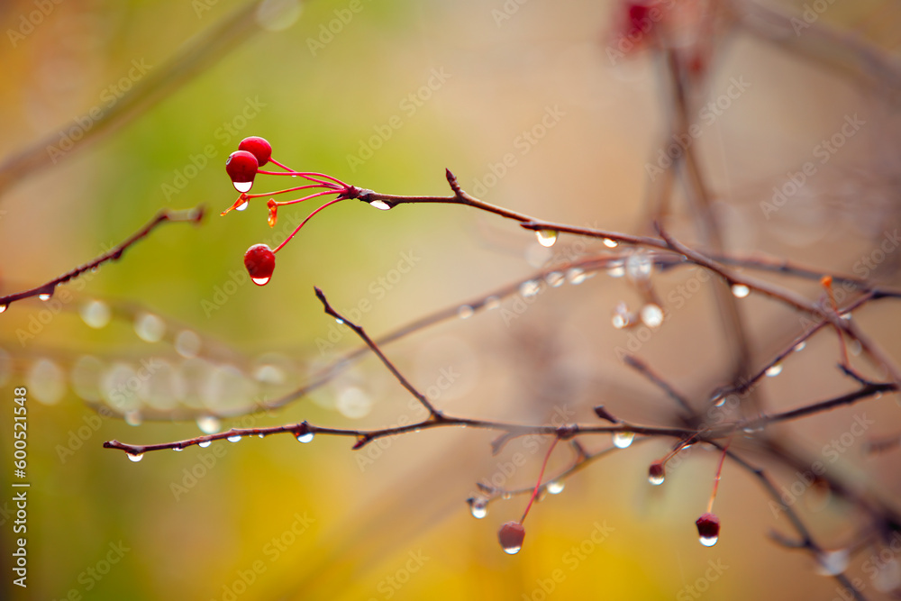 autumn branches with small apple under rain autumn branches with small apple under rain