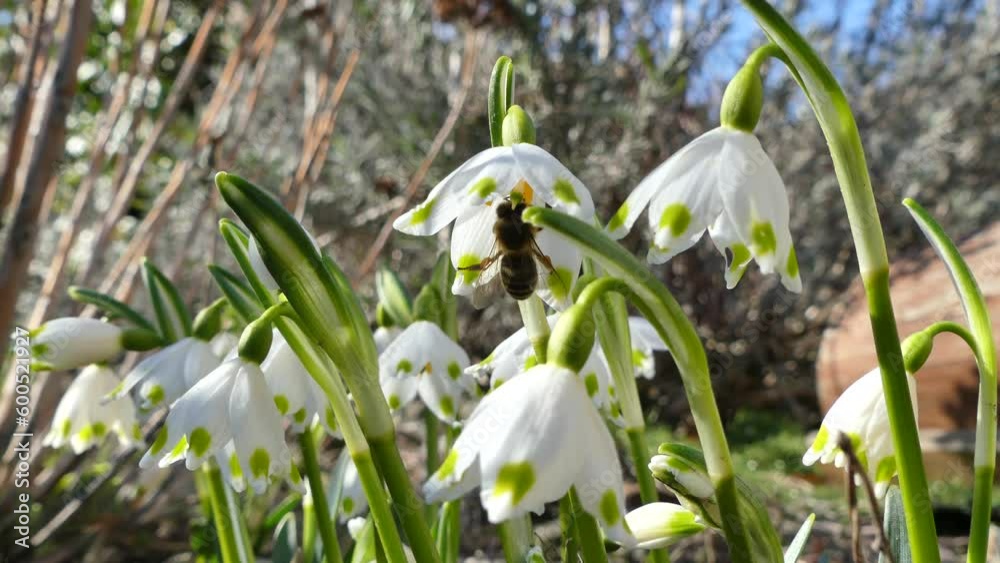 White flowers Leucojum vernum, Spring snowflake with green stems moving in wind and bee flying and collecting nectar. White flowers Leucojum vernum, Spring snowflake with green stems moving in wind and bee flying and collecting nectar.