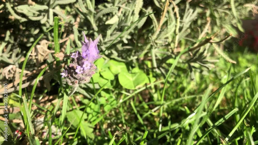 Video of a lonely Lavender flower moving to the rhythm of the wind, a bright autumn morning. scented garden flowers Video of a lonely Lavender flower moving to the rhythm of the wind, a bright autumn morning. scented garden flowers