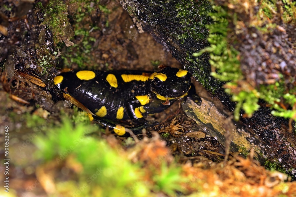 Obraz premium Feuersalamander (Salamandra salamandra) im Versteck