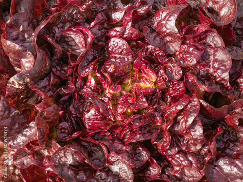 Macro and overhead view of a lettuce (Lactuca sativa) Oak leaf (Chicorium intybus) with large garnet leaves, garnet and yellow and green inside forming a natural background photo