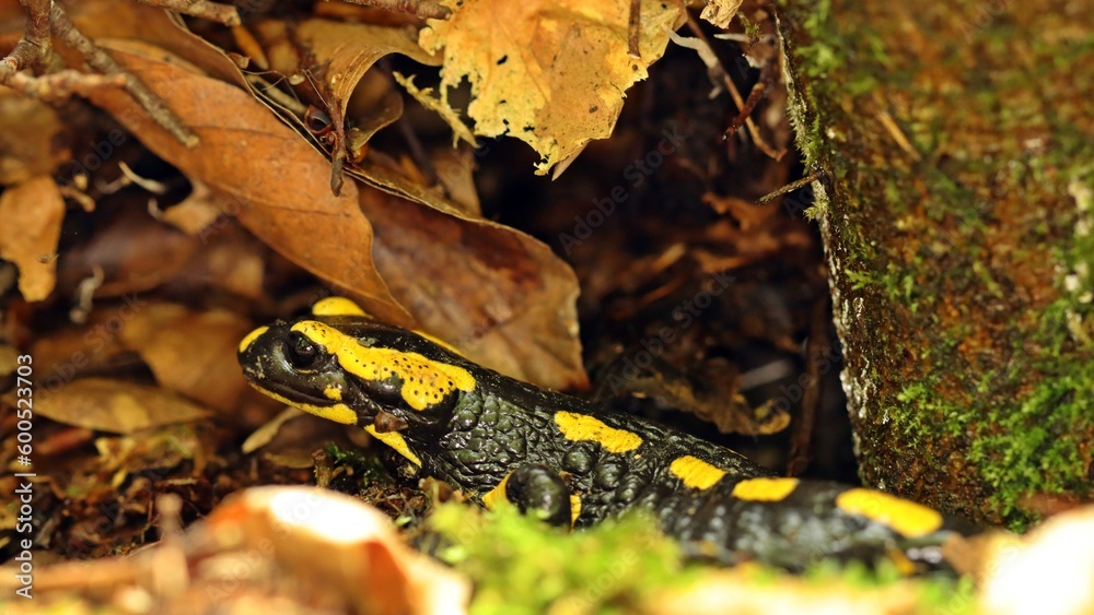Feuersalamander (Salamandra salamandra) im Versteck Feuersalamander (Salamandra salamandra) im Versteck